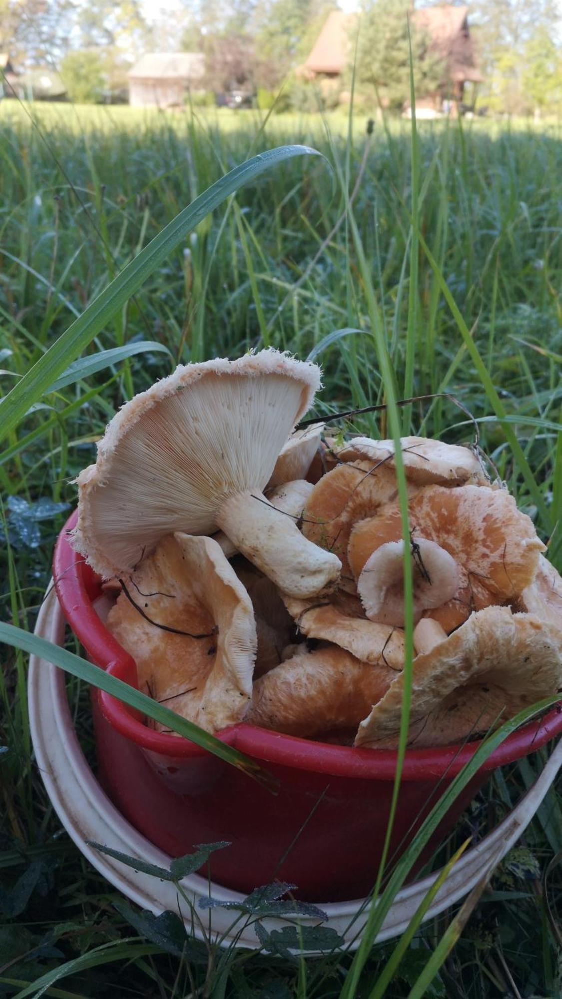 巴尔维Dvinumajas别墅 外观 照片